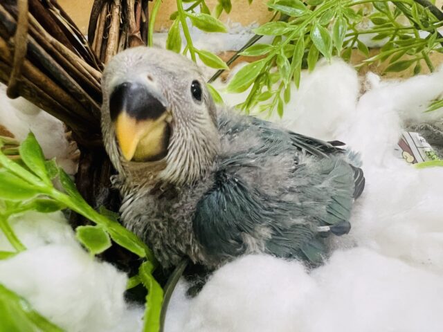 綺麗な海のようなシーグリーン♡小桜インコ入舎です〜🎶
