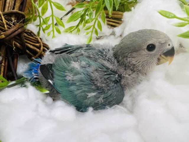 コザクラインコ（小桜インコ）