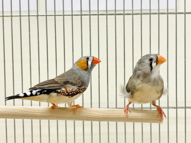 錦花鳥（キンカチョウ）