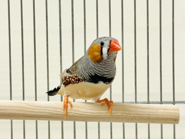 錦花鳥（キンカチョウ）
