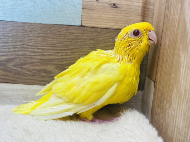 サザナミインコ