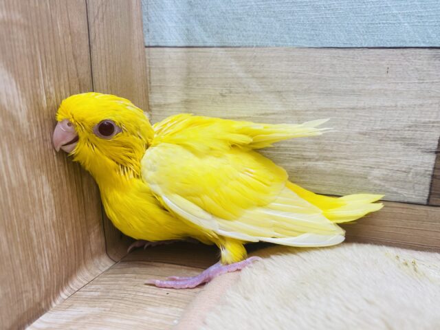 サザナミインコ
