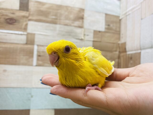 サザナミインコ