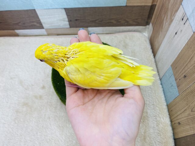 サザナミインコ
