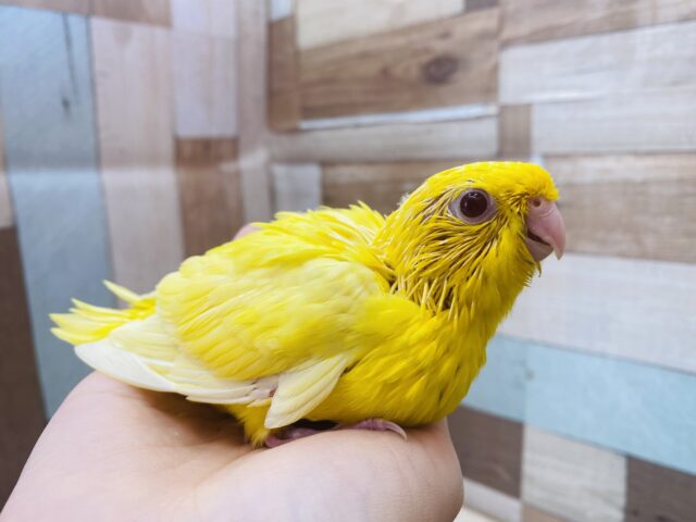 サザナミインコ
