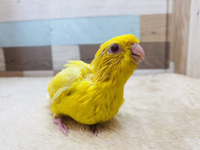 サザナミインコ