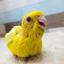 最新画像有ります❗️ジーッと見つめてくれる表情にイチコロです🥰サザナミインコのルチノー💛