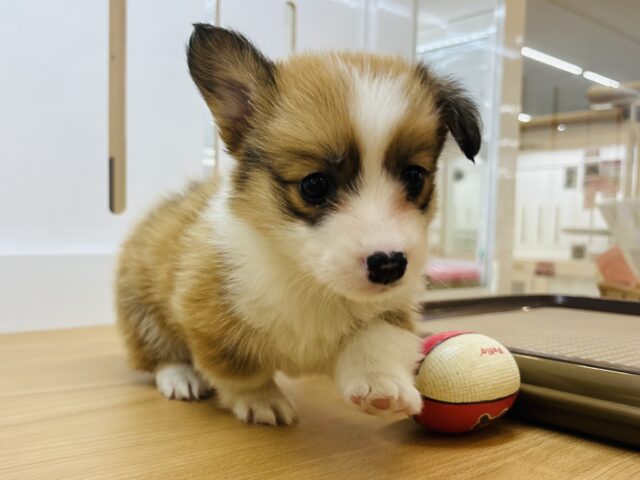 ウェルシュコーギー・ペンブローグ