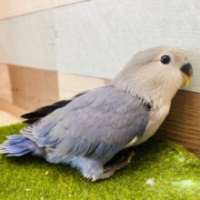 最新画像有ります✨高級感漂うお上品さが素敵ですっ🤩コザクラインコのバイオレット❣️