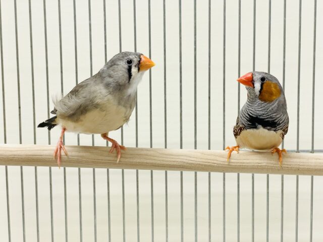 錦花鳥（キンカチョウ）