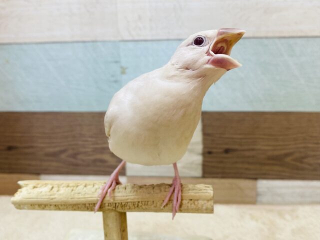 シルバーイノ文鳥