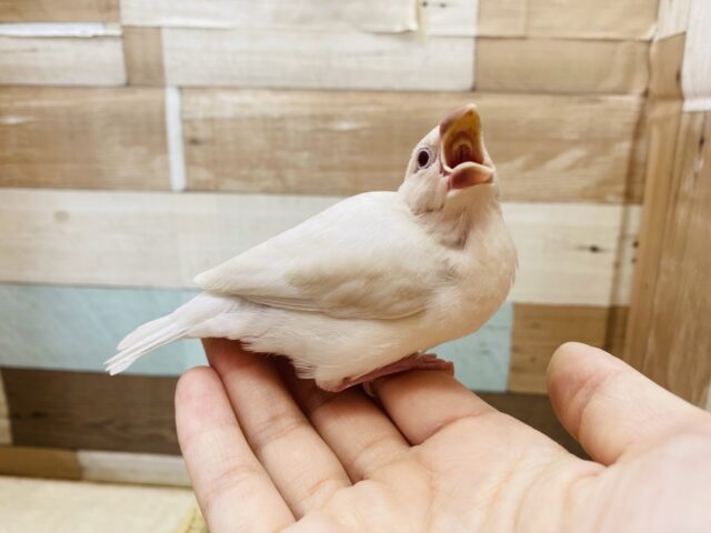 シルバーイノ文鳥
