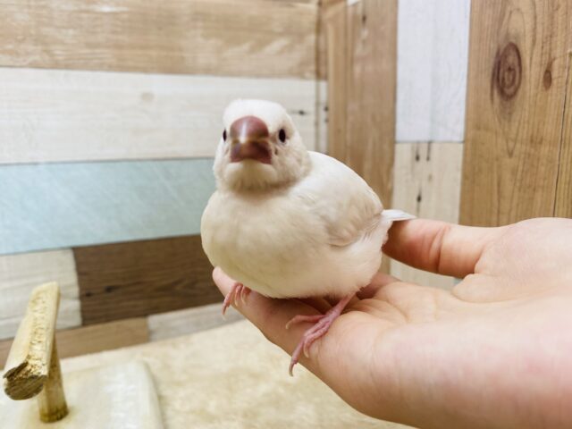 シルバーイノ文鳥