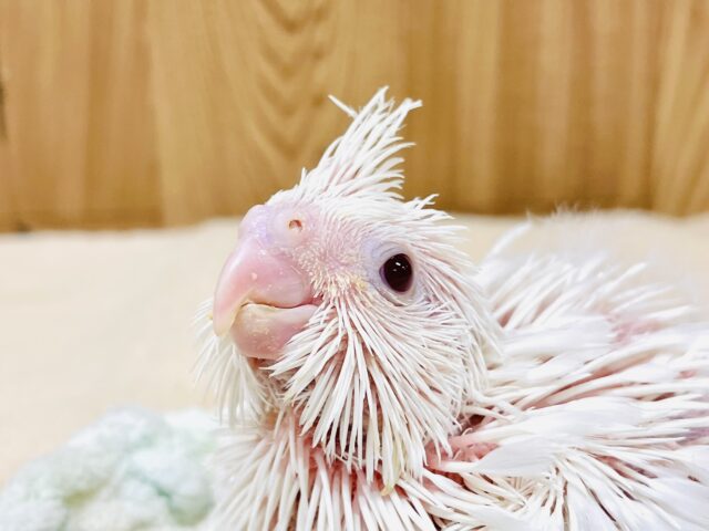 まっしろ🤍天使ちゃん オカメインコ（ピュアホワイト）ヒナ
