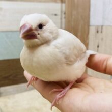 最新画像有ります😊クールでおしゃれなレッドアイ🔴✨シルバーイノ文鳥❣️