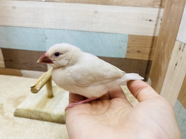 シルバーイノ文鳥