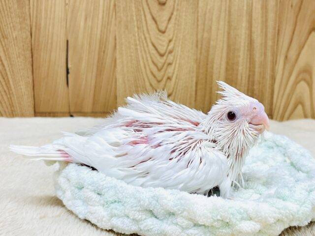 オカメインコ
