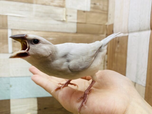 シルバー文鳥