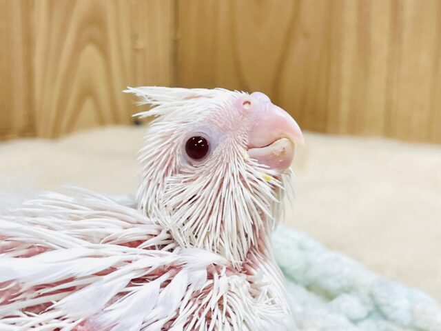 オカメインコ