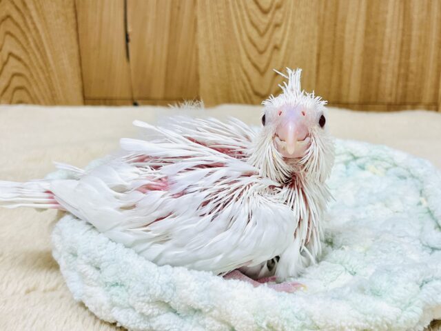 オカメインコ