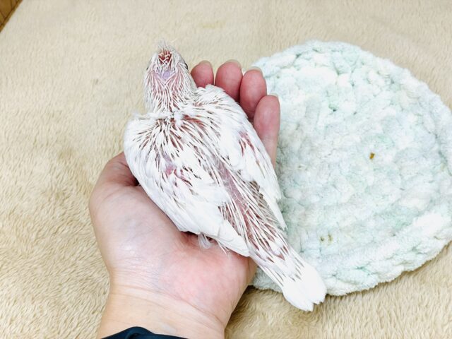 オカメインコ