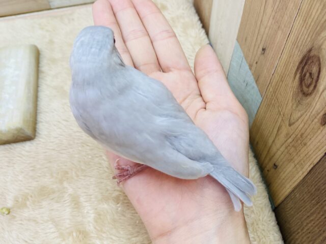 シルバー文鳥