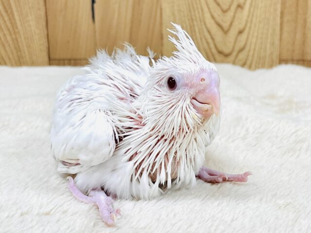 オカメインコ