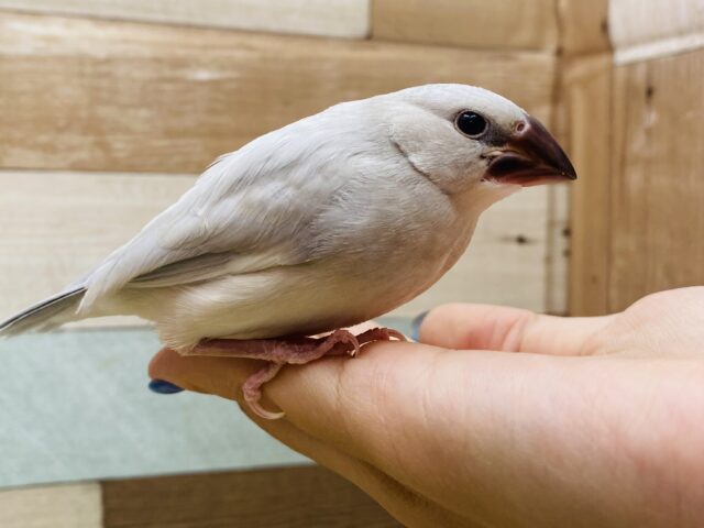 シルバー文鳥