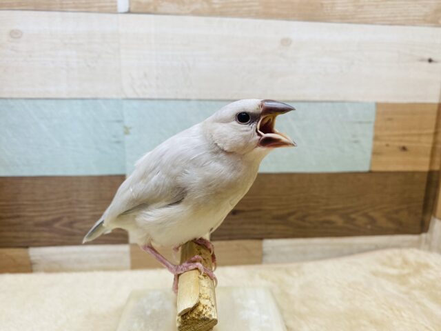 シルバー文鳥