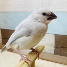 最新画像有ります❗️甘え上手な予感のするおしゃれカラーさん🌟シルバー文鳥❣️