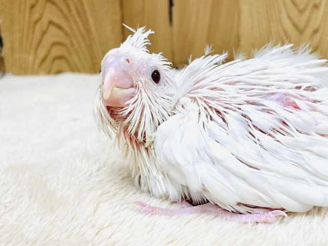 オカメインコ