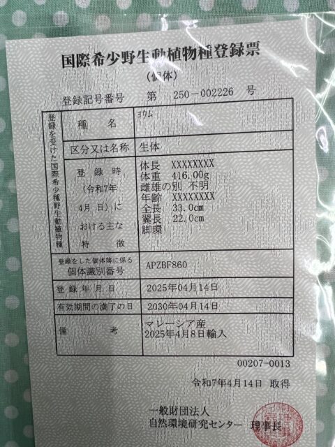 ヨウム