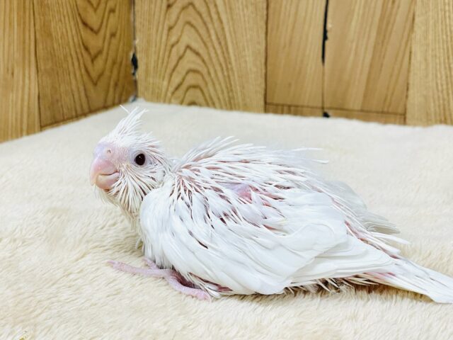 オカメインコ