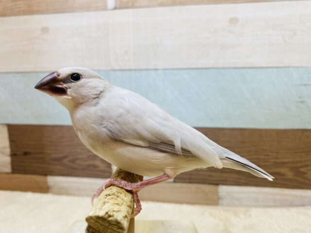 シルバー文鳥