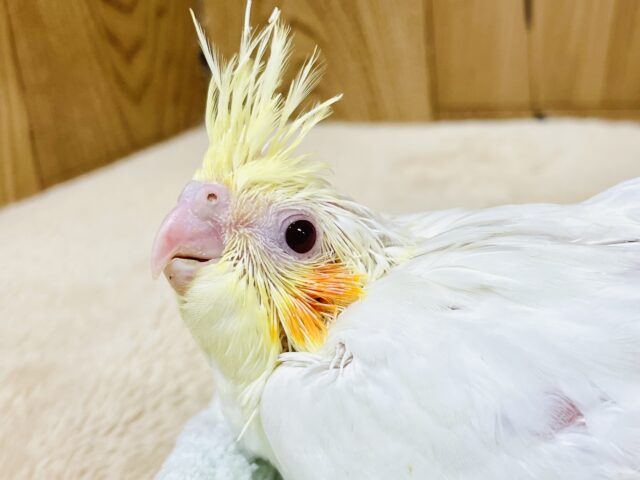 オカメインコ