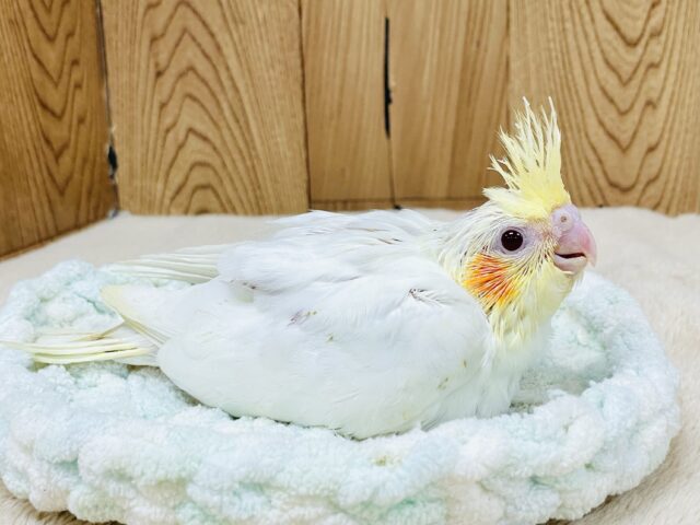 オカメインコ