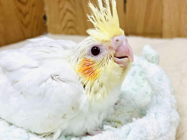 オカメインコ
