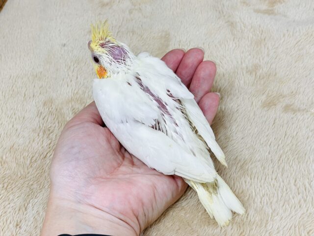 オカメインコ