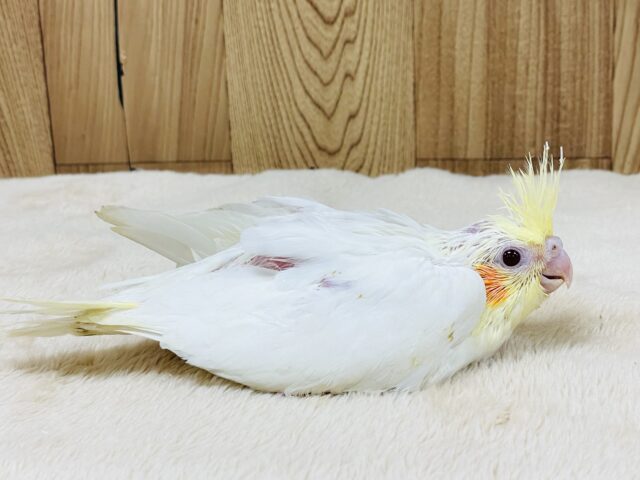 オカメインコ