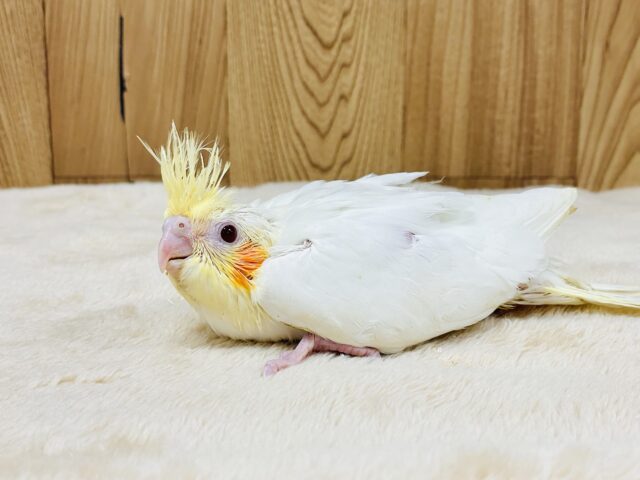オカメインコ