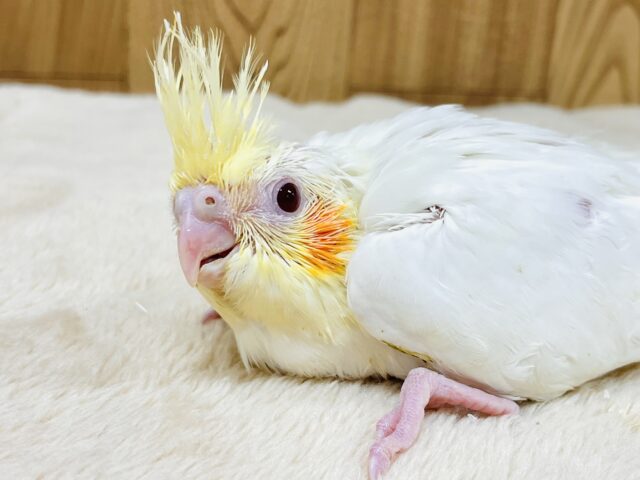 オカメインコ