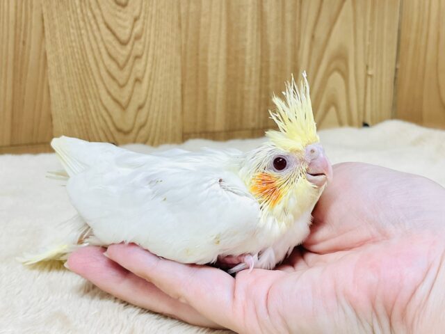 オカメインコ