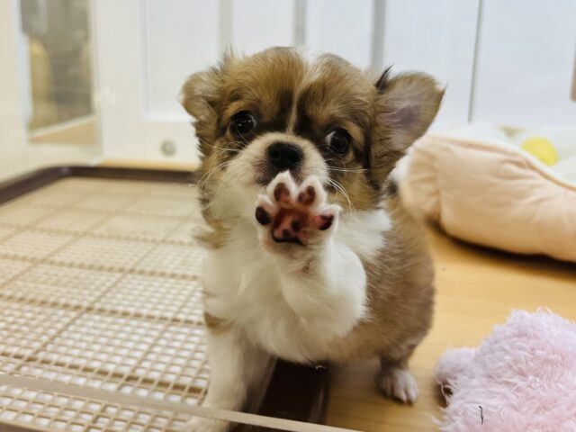 チワワ