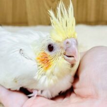 オレンジほっぺのラブリーオカメちゃん🧡オカメインコ（ルチノー）ヒナ