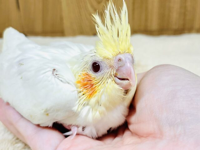 オレンジほっぺのラブリーオカメちゃん🧡オカメインコ（ルチノー）ヒナ