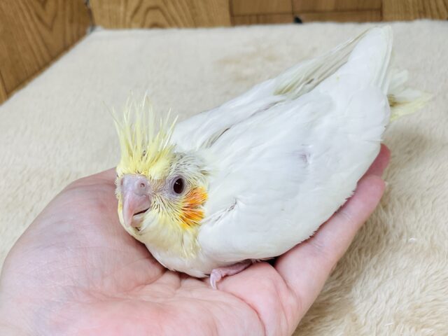 オカメインコ