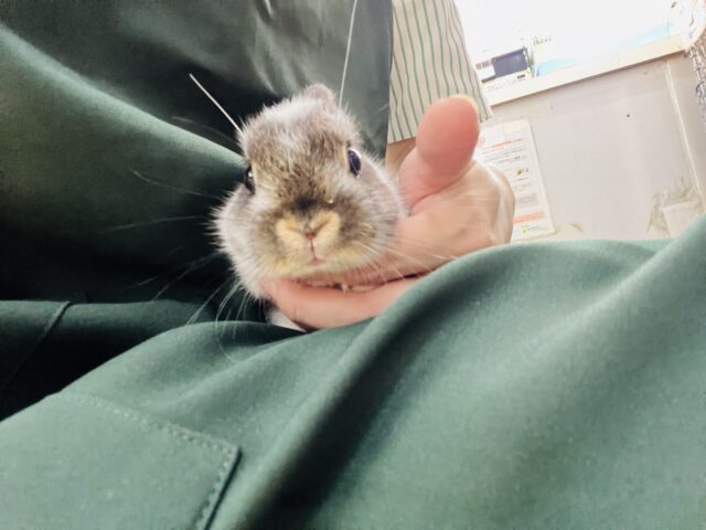 ミニウサギ