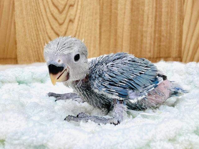 コザクラインコ（小桜インコ）