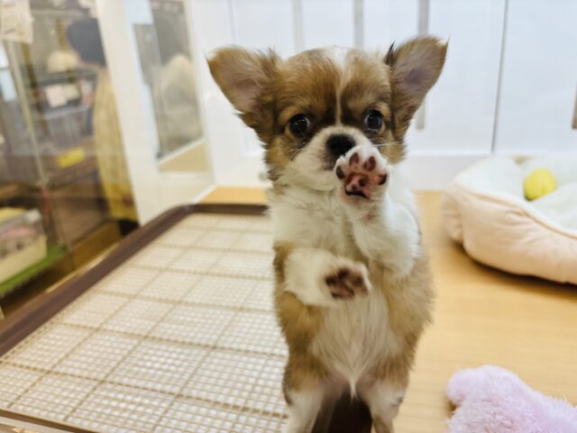 チワワ