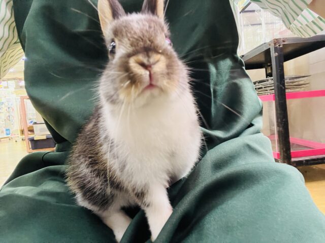 ミニウサギ